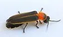 Photinus collustrans - photo 4