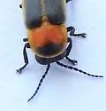 Photinus collustrans - photo 5