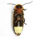 Photinus concisus - photo 2
