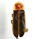 Photinus concisus - photo 3