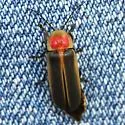 Photinus concisus - photo 4