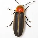 Photinus concisus - photo 5