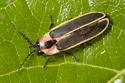 Photinus consanguineus