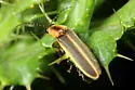 Photinus consanguineus - photo 2