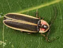 Photinus consanguineus - photo 3