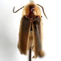 Photinus consanguineus - photo 5