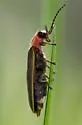 Photinus consimilis