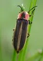 Photinus consimilis - photo 2