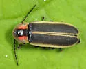 Photinus consimilis - photo 3