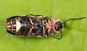 Photinus consimilis - photo 4