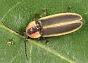 Photinus consimilis - photo 5