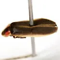 Photinus cookii