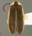 Photinus cookii - photo 2