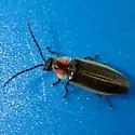 Photinus cookii - photo 3