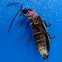 Photinus cookii - photo 4