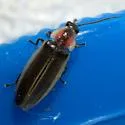 Photinus cookii - photo 5