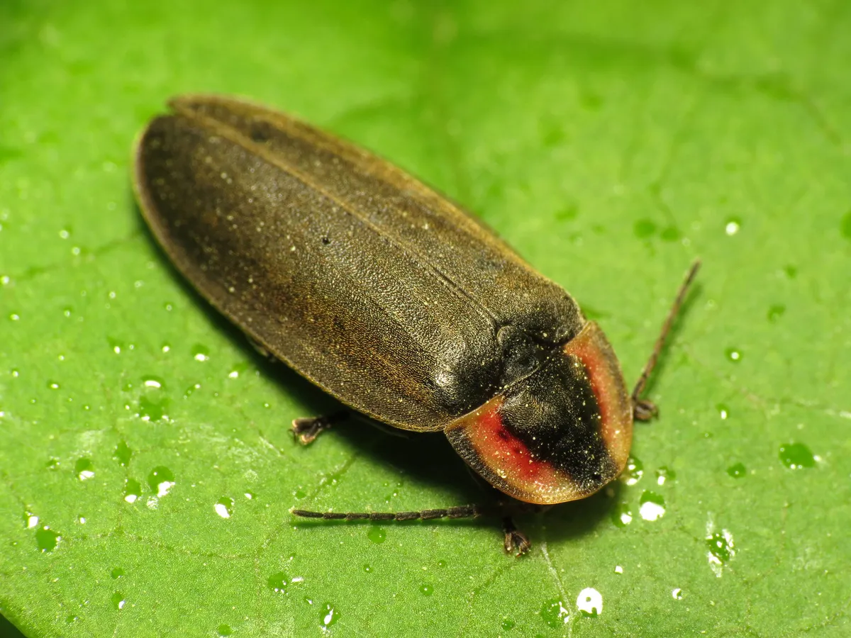 Winter Firefly - photo 3