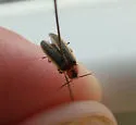 Photinus curtatus - photo 2