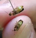 Photinus curtatus - photo 3