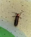 Photinus curtatus - photo 4
