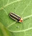Photinus curtatus - photo 5