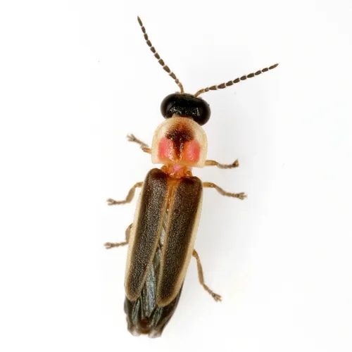 Photinus dimissus - Photinus dimissus