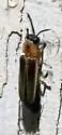 Photinus granulatus 0 - Photinus granulatus