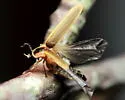 Photinus ignitus - photo 2