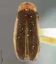 Photinus immaculatus - Photinus immaculatus