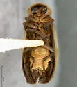 Photinus immaculatus - photo 2