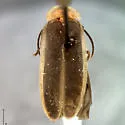 Photinus immaculatus - photo 3