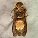Photinus immaculatus - photo 4