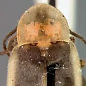 Photinus immaculatus - photo 5