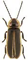 Photinus indictus - Photinus indictus
