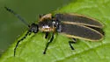 Photinus indictus - photo 2