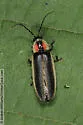 Photinus indictus - photo 3