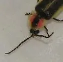 Photinus indictus - photo 4