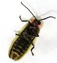 Photinus indictus - photo 5
