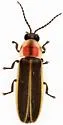 Photinus knulli - Photinus knulli