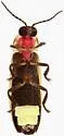 Photinus knulli - photo 3