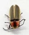 Photinus knulli - photo 5