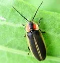 Photinus macdermotti - Photinus macdermotti