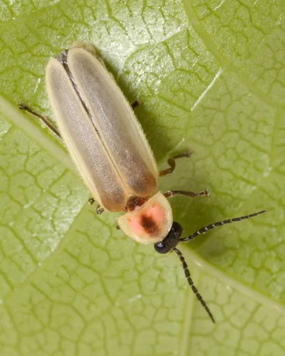 Photinus marginellus - photo 2
