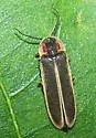 Photinus obscurellus - photo 3