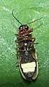 Photinus obscurellus - photo 4