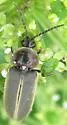 Photinus obscurellus - photo 5
