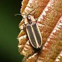 Photinus sabulosus - photo 2