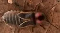 Photinus scintillans - Photinus scintillans