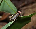 Photinus scintillans - photo 2