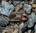 Photinus scintillans - photo 3